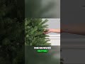 Dunhill Fir Artificial Full Christmas Tree