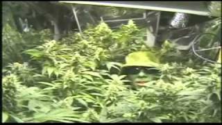 Greenman´s Grow-Anleitung 1 von 9 (Englisch)