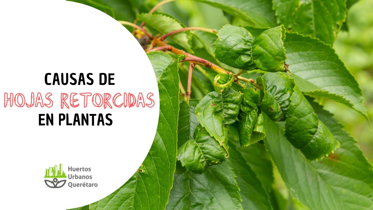 HOJAS RETORCIDAS, RETRAÍDAS o CURVADAS en PLANTAS 🍃