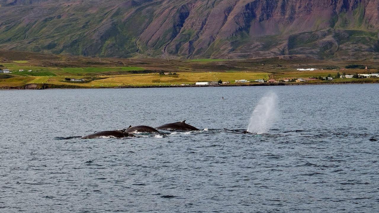 Akureyri Iceland Whale Watching YouTube