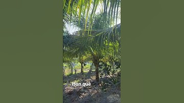 Vườn dừa xiêm Ninh Hoà