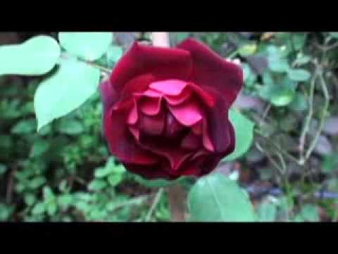 ルイ１４世の開花 Youtube