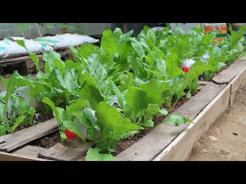 Video: Growing Mesclun: Kako uzgajati Mesclun mix