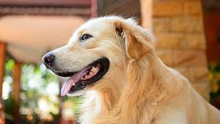 Why Golden Retrievers Are the Best Family Dogs?