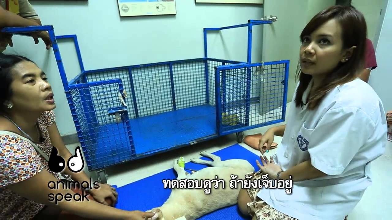 Animals Speak [by Mahidol] ม้ากับเจ้าตูบ อยากบอกหมอ