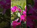 Cattleya Sangod delight - Hoa Lan Hóc Môn