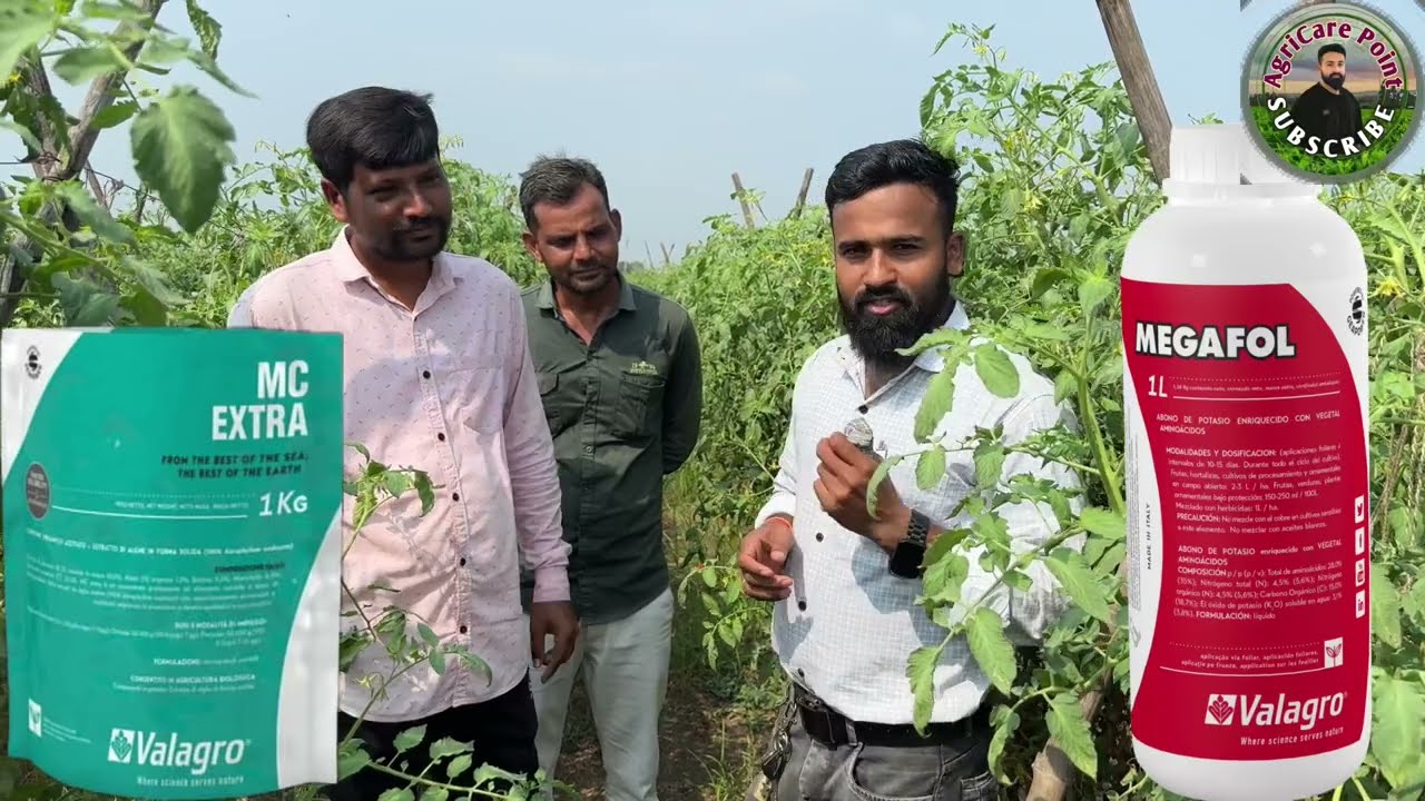 15 दिन में हुआ चमत्कार । Megafol ।। mc Extra।।