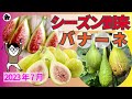 【イチジク】今年初収穫のバナーネの夏果の収穫から食レポ！大きくて美味い最高の品種です！（育て方）