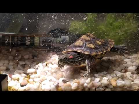 Wideo: Żółwie Czerwonolicy: Pielęgnacja I Konserwacja