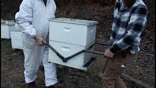 Moving Bees By Hand by Bob Binnie 25,609 views 2 months ago 15 minutes