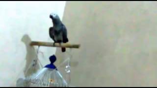 Talking gray parrot 03459442750 Zain Ali Farming in Pakistan