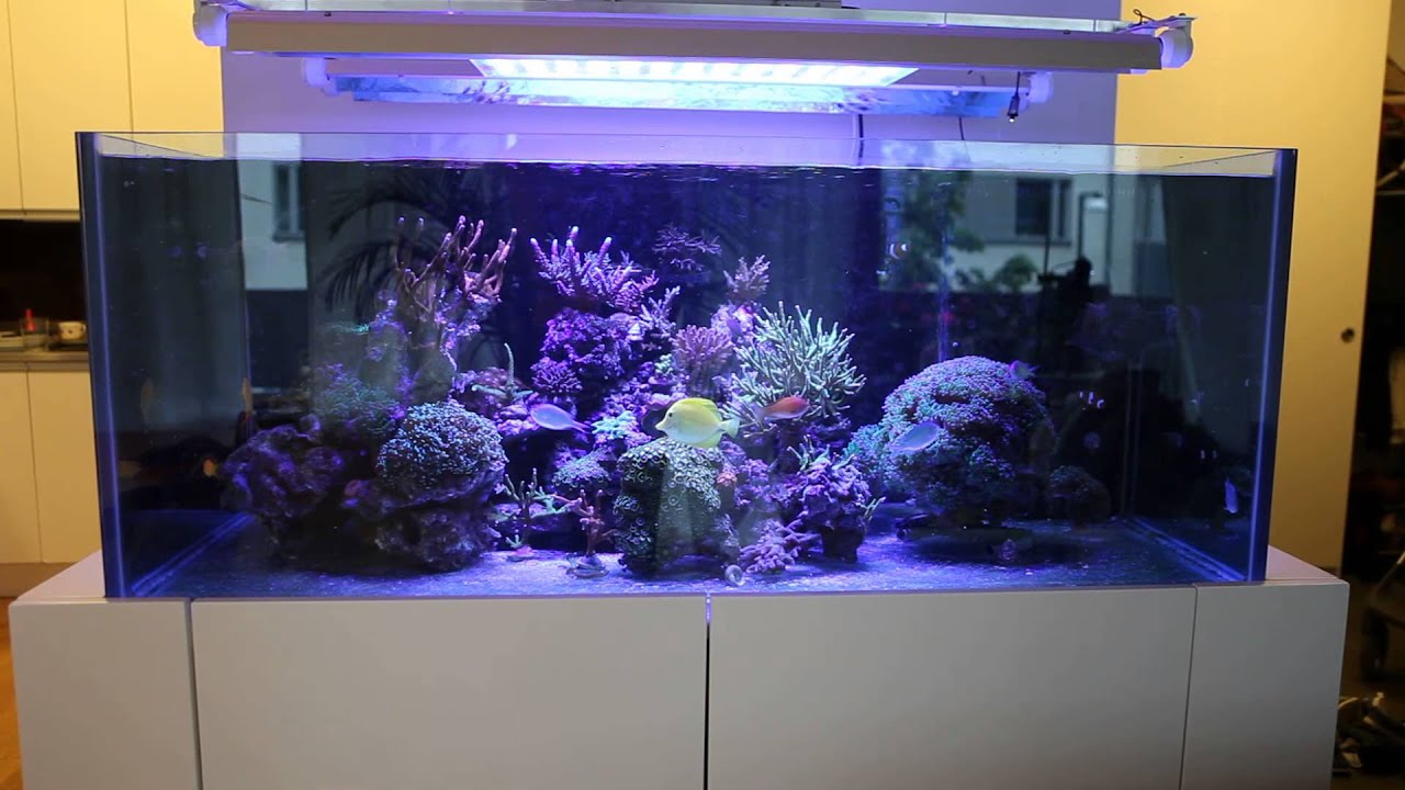 reef tank led vs