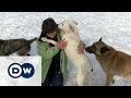 The plight of stray dogs in Romania | DW English