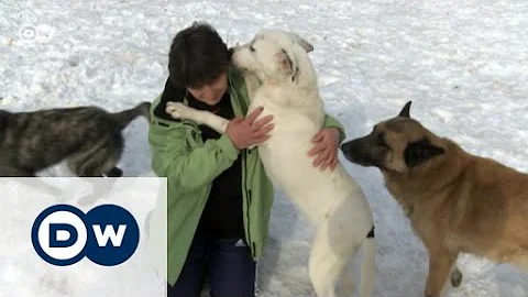 The plight of stray dogs in Romania | DW English - DayDayNews