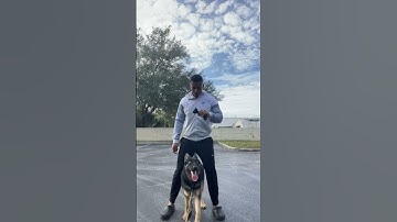 Training German Shepherd how to walk backwards while also doing the “speak” command! Give us a sub!