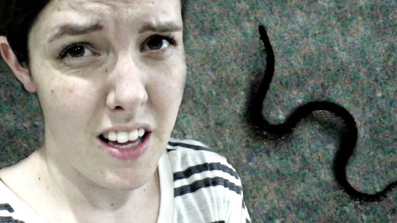 pregnancy wheel 😳BIG SNAKE🐍