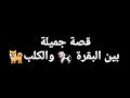 شاهد كلب يبكي على فراق صديقته البقرة 