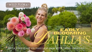 Which Dahlias Bloom First Early Season Varieties Named