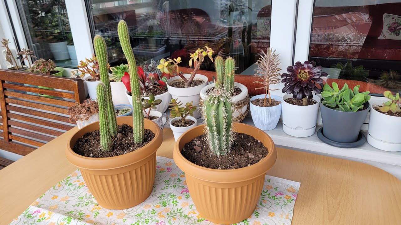 Kaktüslerimin Saksı Değişimi / Bahar Bakımı