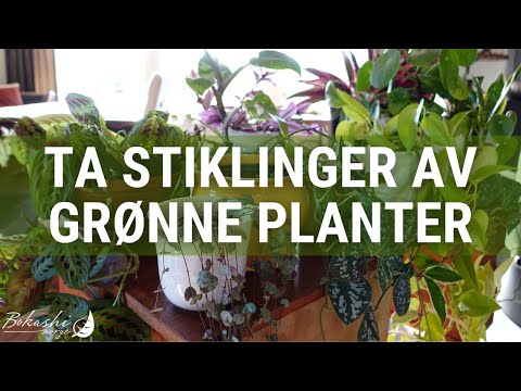 Video: Hvordan dekorere med planter innendørs