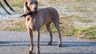 Can Weimaraners be Trustworthy OffLeash?