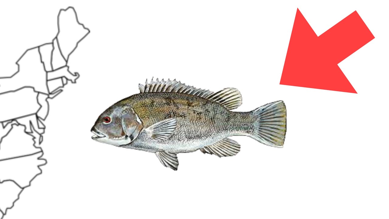 Techniques de pêche du Thazard| Pêche sportive d'un poisson exotique