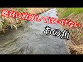 懲役刑!?放流すると罪に問われるあの魚が大量だった
