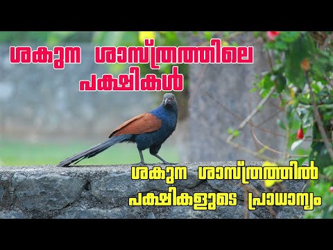 ശകുന ശാസ്ത്രത്തിലെ പക്ഷികൾ | SHAKUNA SHASTHRATHILE PAKSHIKAL