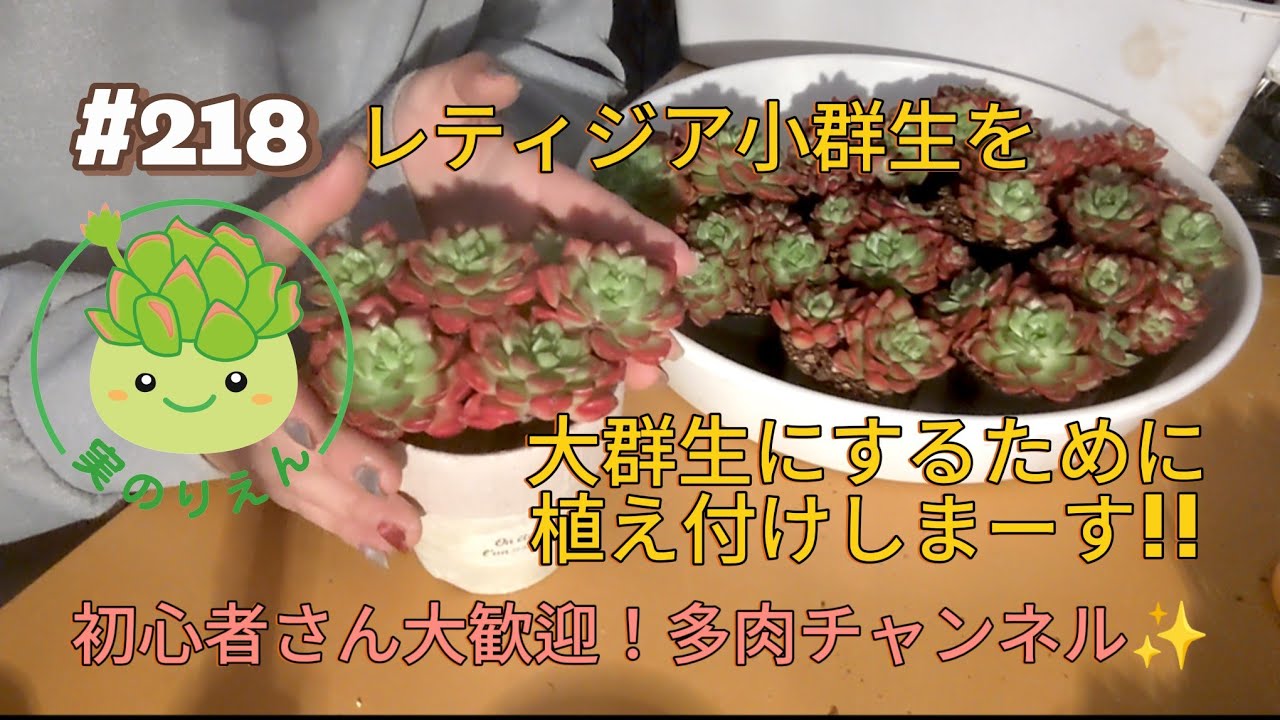 218 レティジア小群生を大群生にするために、植え付けしまーす!! - YouTube