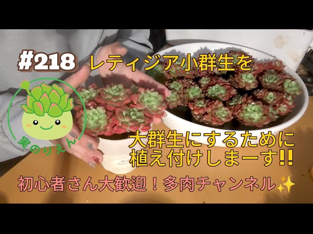218 レティジア小群生を大群生にするために、植え付けしまーす!! - YouTube