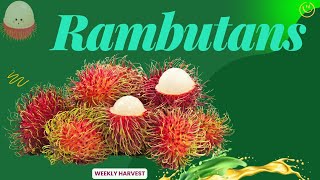 The Juicy Tropical Fruit That Looks Like a Sea Urchin!