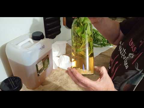 Harvesting and Making A Lemon Verbena Infused Vinegar