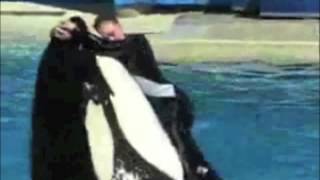 Тренеры и Косатки | Trainers and Orcas SeaWorld tribute