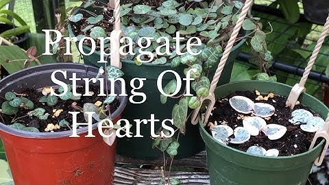 Easy How To Propagate String Of Hearts