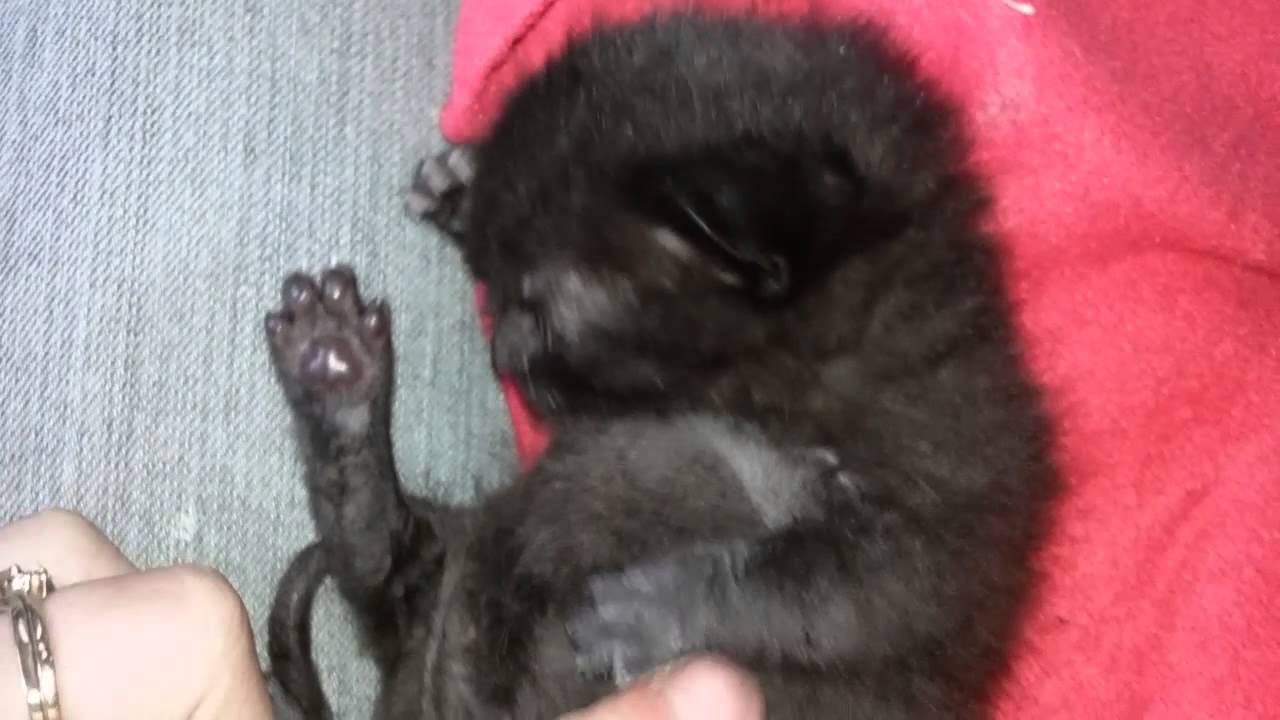 Tiny Kitten Uno Sucking on His Toes YouTube