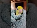 chewchewchew #birdsofinstagram #bird #cutebirds #parrot #parrotlet #parrotvideo #parrotvideo #birds