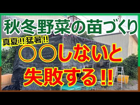 Sowing autumn and winter vegetable seeds and growing seedlings: If