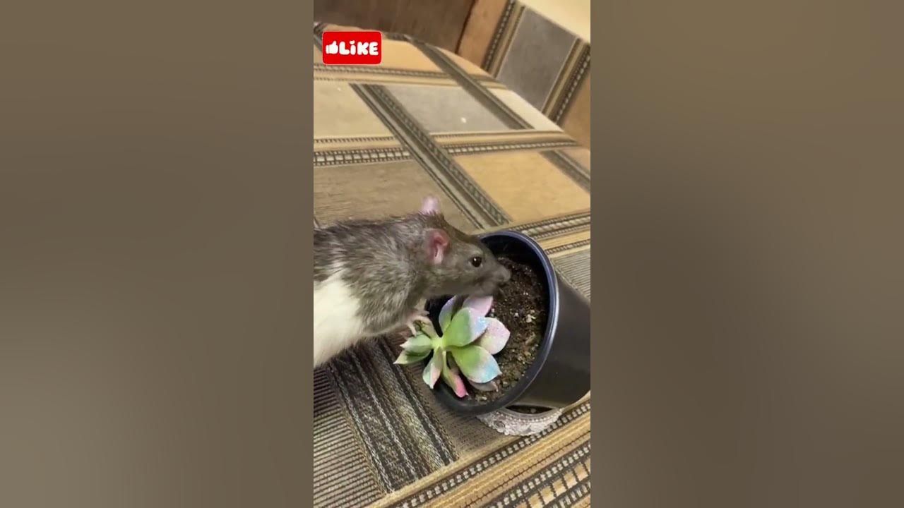 Rats and a flower in a pot. YouTube