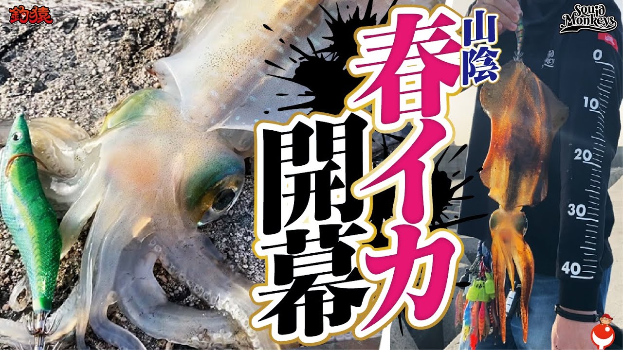 春エギング調査】早速キロアップ！？今年は爆釣の予感！皆で春イカ釣り