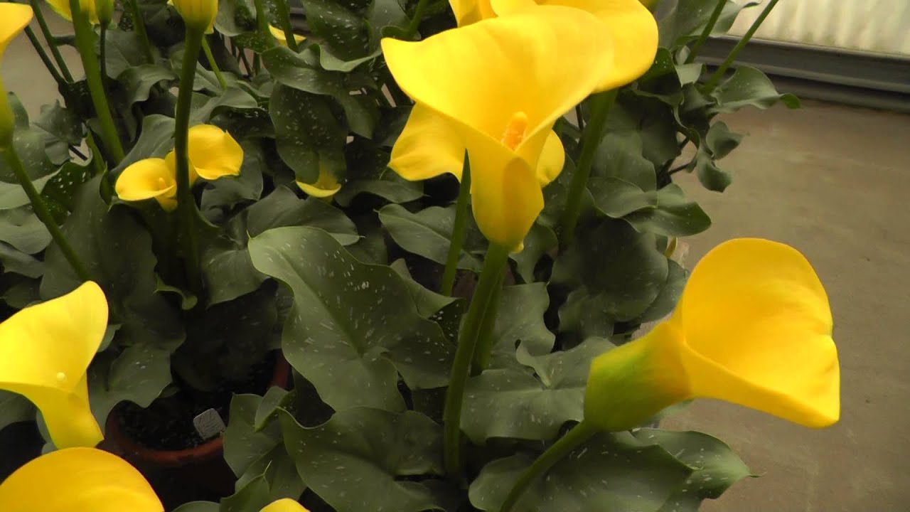 Calla Lily "Gold Rush" - Yellow Calla Lilies