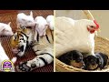 Top 8 Animales que Adoptaron Peligrosos Animales de Otra Especie
