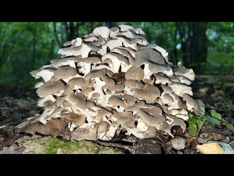 БАРАНЬЯ ОТРАДА ! Глухой лес приносит плоды ! Гриб баран трутовик зонтичный и лисички ! Грибы 2022 !