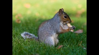 LIVE CAM: Squirrels and friends eating