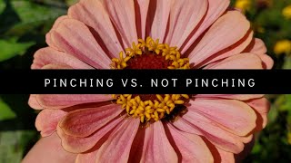 PINCHING Zinnias, Snapdragons, Cosmos & Other Flowers | HOW & WHY | Pinching CutFlowers =More Blooms