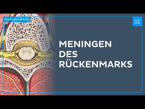 Meningen des Rückenmarks - Anatomie einfach erklärt | Kenhub
