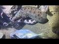 Diving under the sea to catch eels, crabs and sea cucumbers | Part 248