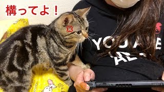 妹のゲーム中に我慢できず邪魔して怒られてしまった猫ｗ