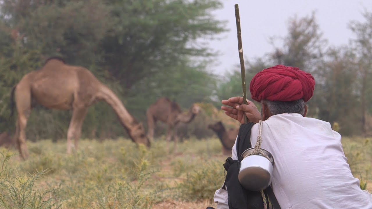 The Kumbhalgarh Raika Story