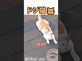 屋根から降りられなくなった猫の救出大作戦🐱😅 #shortvideo #猫のいる暮らし #ドジっ子