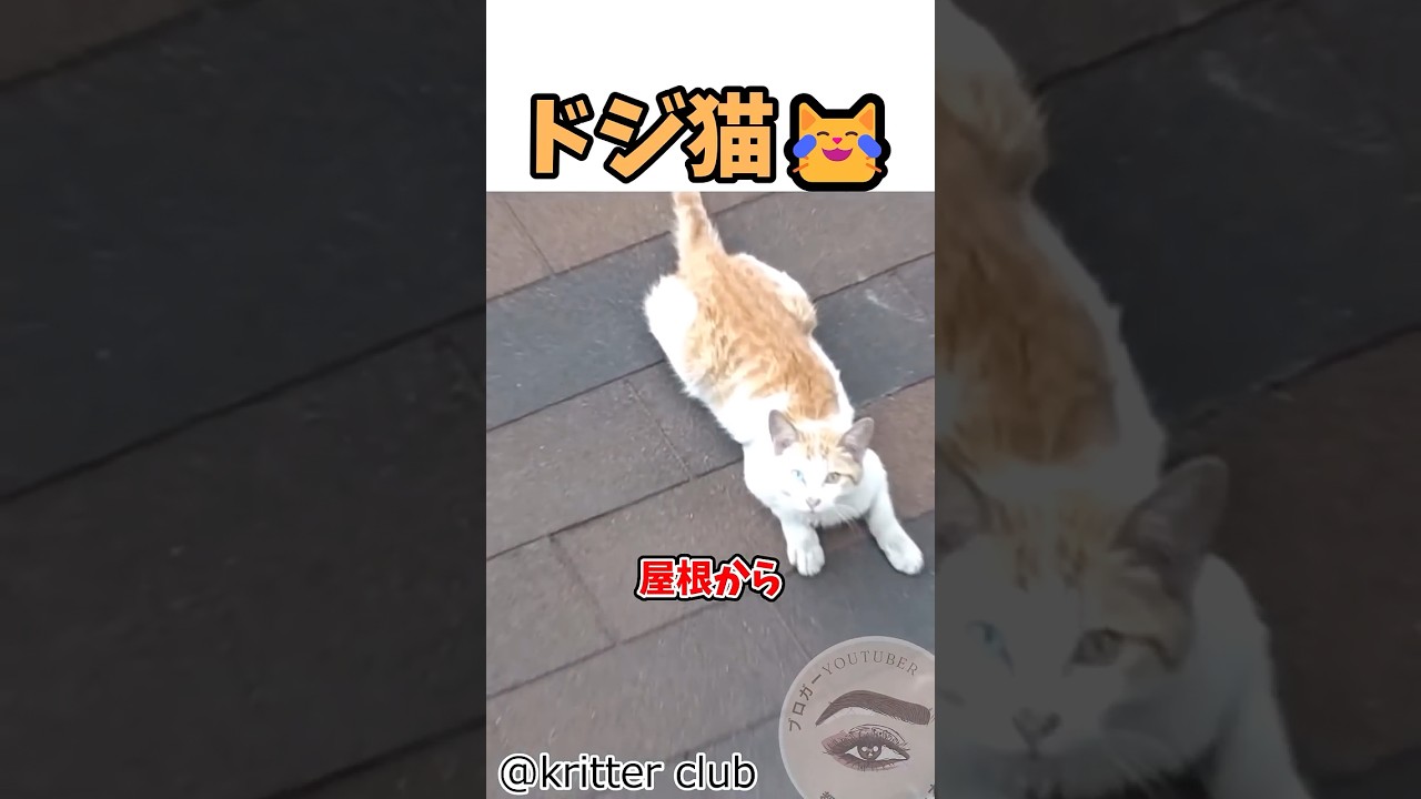 屋根から降りられなくなった猫の救出大作戦🐱😅 #shortvideo #猫のいる暮らし #ドジっ子